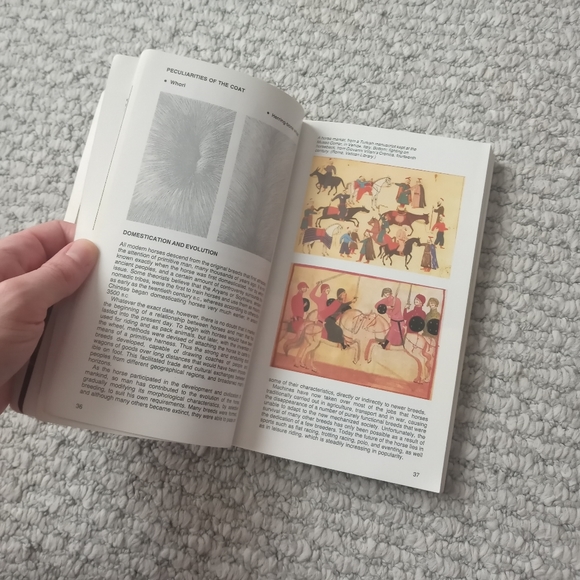 Horses/Ponies Of The World - Picture 4 of 6